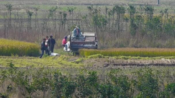 Agricultor cosechando trigo con una cosechadora en el campo . — Vídeo de stock