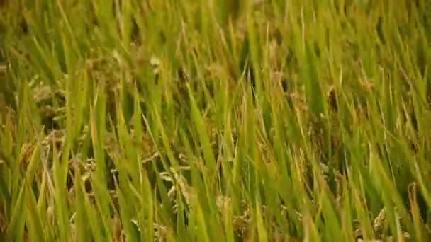 Asiatische goldene Reisfelder im Wind, warte auf die Ernte. — Stockvideo
