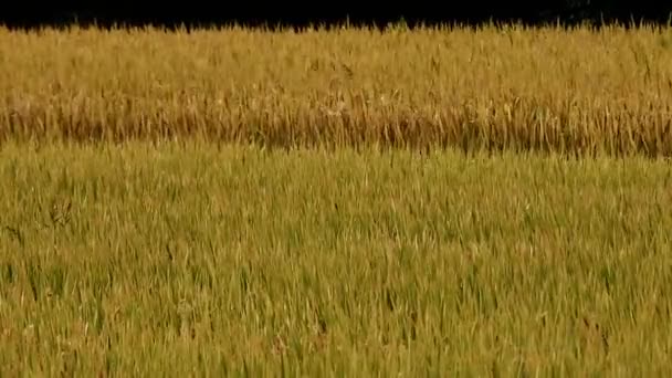 Azjatycka Złotego ryżu niełuskanego w wiatr, czekać na zbiory. — Wideo stockowe