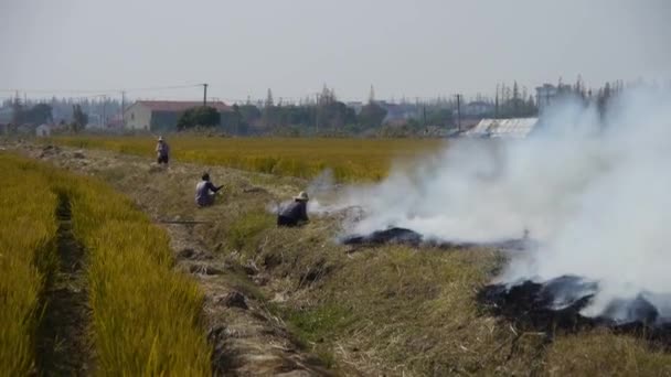 Agricultores queimando palha nos campos, china , — Vídeo de Stock