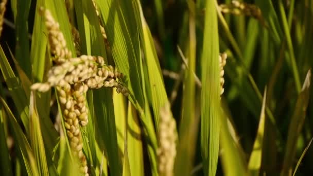 Asiatische goldene Reisfelder, warte auf die Ernte. — Stockvideo