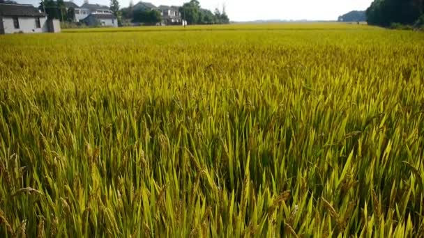 Aziatische gouden rijstveld, wachten op de oogst. — Stockvideo