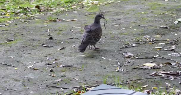 4 k Pigeon bungelende takken op gras. — Stockvideo