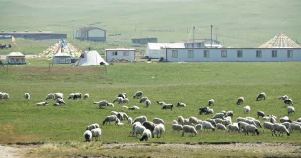 4k stádo ovcí v prérie, vzdálené tibetské stany. — Stock video