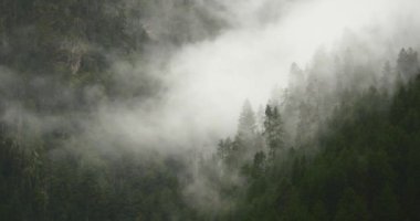 sabah, yükselen 4 k dağ sis sis ağaçlar, Bomi İlçesi, tibet.