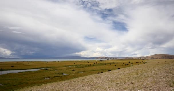 4k masa de nubes rodando sobre el lago Tíbet namtso, tienda de pastores, un grupo de vacas . — Vídeos de Stock