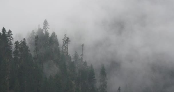 4k горный туман, поднимающийся утром, туманные сосны, округ Боми в Тибете . — стоковое видео