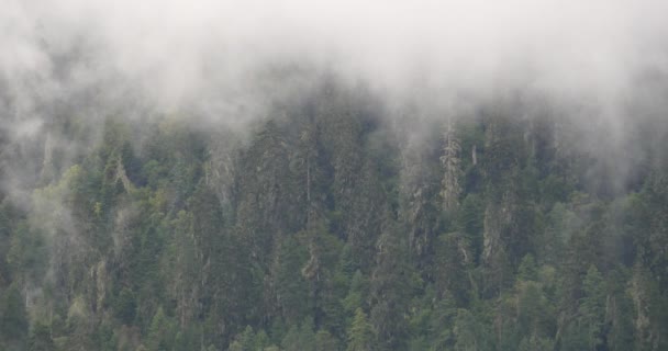 4 k berg mist stijgt in de ochtend, mist pijnbomen, de County Bomi in tibet. — Stockvideo