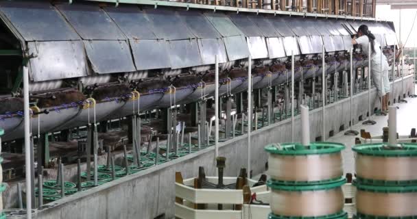 4 k μηχανή παράγει ιστούς σε ένα εργοστάσιο μετάξι, μετάξι γυρίζοντας μηχανή συλλέγουν. — Αρχείο Βίντεο