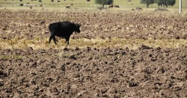 4 k yak strosa på marken som efter skörd i shangrila yunnan, Kina. — Stockvideo