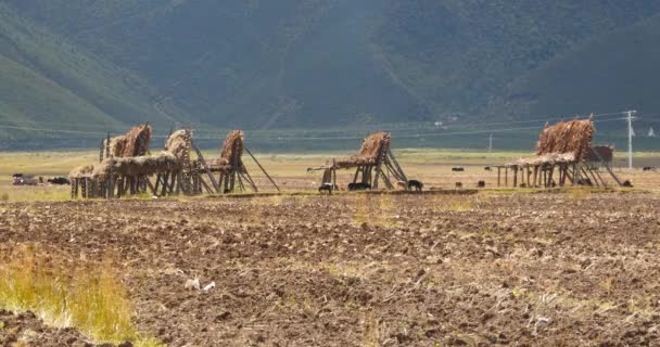 4 k yak strosa på marken som efter skörd i shangrila yunnan, Kina. — Stockvideo