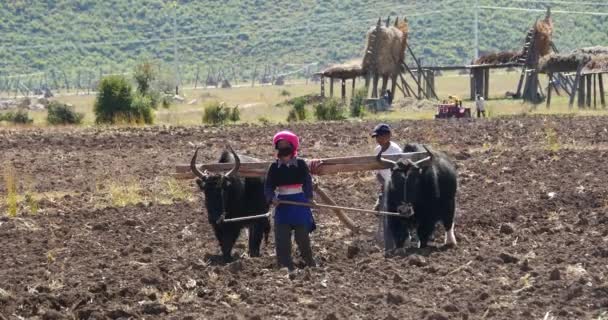 4 k Θιβέτ άνθρωποι χρησιμοποιούν ισχυρή yak καλλιεργήσιμη γη σε shangrila yunnan, Κίνα. — Αρχείο Βίντεο