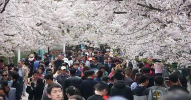 4 k turist Sakura, kiraz çiçekleri Festivali Qingdao park Çin otellerini göster.