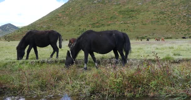 4k caballo pastando en el pastizal, shangri-la yunnan, china . — Vídeos de Stock