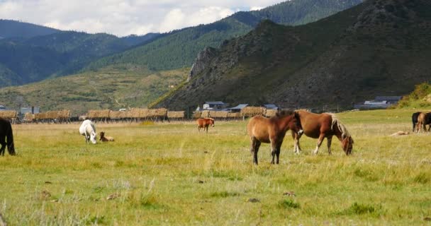 4 k paard grazen op het grasland, shangri-la yunnan, china. — Stockvideo