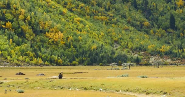 4k tibet femme ramasser des bouses comme carburant sur le pied de la montagne & prairie .