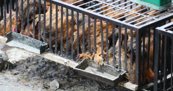 4k group chicken in cage,shangri-la market,yunnan china. — Stock Video