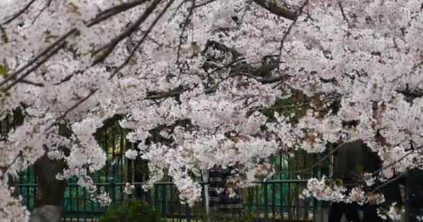 4 k turist Sakura, kiraz çiçekleri Festivali Qingdao park Çin otellerini göster. — Stok video