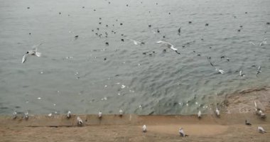 4k martılar sinek okyanus ve sahil gündüz akın.