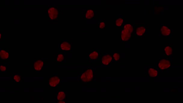 4k Goccia di sangue liquido, goccia d'acqua gocciolina, particelle detriti fuochi d'artificio sfondo — Video Stock