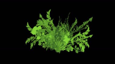 4 k yemyeşil çiçek bitkileri büyüyen otlar çalılar çalılar bitki yaprakları.