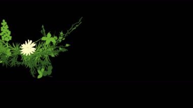 4 k yemyeşil çiçek bitkileri büyüyen otlar çalılar çalılar bitki yaprakları.