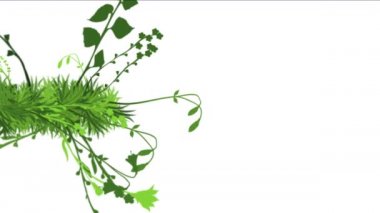 4 k yemyeşil çiçek bitkileri büyüyen otlar çalılar çalılar bitki yaprakları.