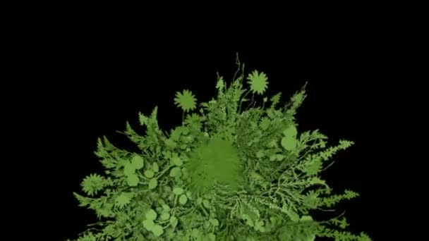 4k lussureggiante fiore foglie colture arbusti cespugli pianta erba che cresce . — Video Stock