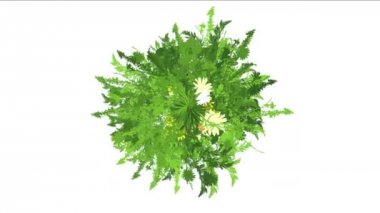 4 k yemyeşil çiçek bitkileri büyüyen otlar çalılar çalılar bitki yaprakları.