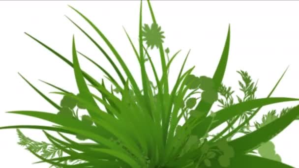 4k lussureggiante fiore foglie colture arbusti cespugli pianta erba che cresce . — Video Stock