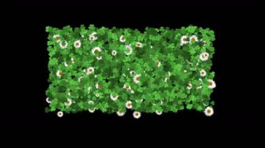 4 k yonca beyaz papatya bitki bitki yaprak bıçak arka plan.