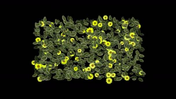 4k trèfle jaune marguerite plante plante végétation feuille lame fond . — Video