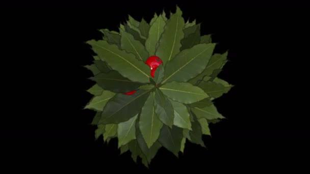 4k rote Winterbeeren Kirschfrüchte auf Stechpalme Vegetation wachsende Pflanze. — Stockvideo