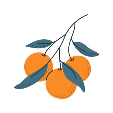 Portakallı şube, gıda ambalajı, narenciye logosu ya da taze tasarım elementleri için ideal..