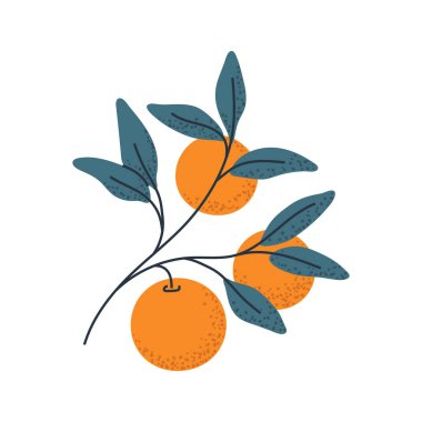 Portakallı şube, gıda ambalajı, narenciye logosu ya da taze tasarım elementleri için ideal..