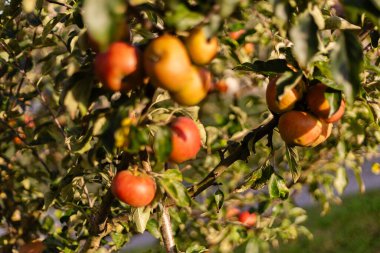 Sıcak öğleden sonra güneşinde yıkanmış bir elma ağacı belirgin bir şekilde duruyor. Olgun elmalar, kırmızı ve sarı tonlarında, dallarından sarkan yemyeşil yapraklar arasında, doğanın güzelliğini gözler önüne seriyor..