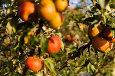 Açık bir sonbahar gününde meyve bahçesinde olgun elmalarla dolu ağaçlar parlak güneş ışığıyla vurgulanır. Sahne canlı renklerle mevsimsel meyve toplamanın özünü yakalıyor..