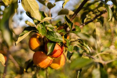 Açık mavi gökyüzünün altındaki bir meyve bahçesindeki bir ağaç dalına tutunmuş birkaç olgun elma. Güneş ışığı yaprakların arasından süzülerek meyvenin canlı renklerini vurgular..
