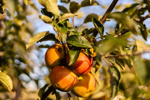 Olgun elmalar bir meyve bahçesindeki dallardan sarkan güneş ışığının tadını çıkarırlar. Yapraklar meyvenin etrafını sararak, doğanın cömertliğinin canlı bir sonbahar sahnesini oluşturuyor..