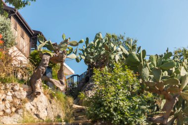 Canlı kaktüslerle dolu dolambaçlı bir patika yamacın yamacını sarar. Güneş kırsal bir evin üzerinde ışıl ışıl parlıyor, sıcak ve davetkar bir atmosfer yaratıyor. Serin ortama yeşillik katar.