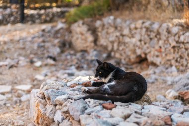 Siyah ve beyaz bir kedinin eski harabelerle çevrili yıpranmış taş bir duvarda dinlendiği görülüyor. Güneş ışığı sahnede parlıyor, huzurlu bir atmosfer yaratıyor..