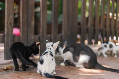Üç kedi bir bahçe ortamında vakit geçirmekten hoşlanırlar, birbirleriyle meşgul olurlar. Sahne, doğayla, oyunculukla ve arkadaşlıkla dolu sessiz bir öğleden sonrayı yakalar..