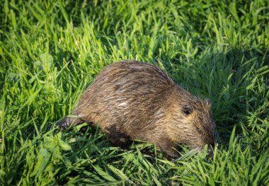 Nutria yeşil çimlerin üzerinde oturuyor