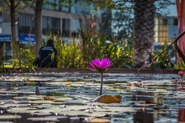 Çiçek açan lotus gölet