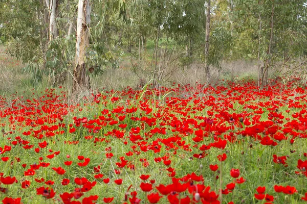 Kırmızı çiçek açan Anemon (Drom Adom), İsrail