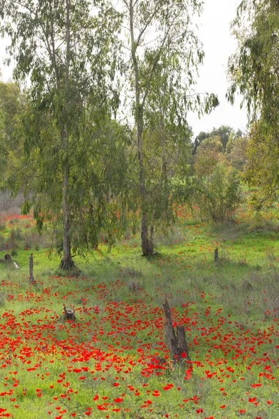 Kırmızı çiçek açan Anemon (Drom Adom), İsrail
