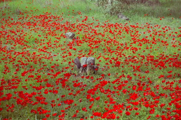 Kırmızı çiçek açan Anemon (Drom Adom), İsrail