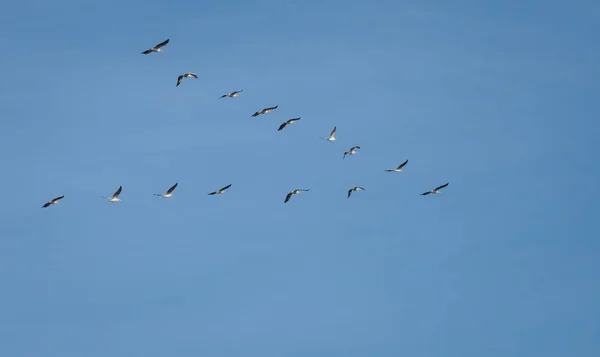 Cranes Israel Winter — Stock Photo, Image