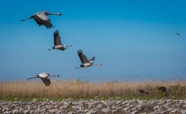 İsrail kışın Vinçler