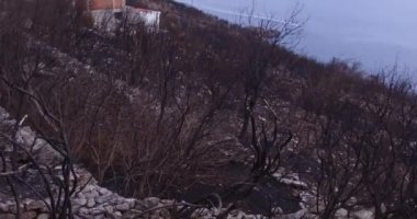 Bir orman orman yangını sonucu olarak bir zeytin grove yandı kül oldu. Orman yangınları yanmış ağaçlar küllerinden doğaya, sonuçları.